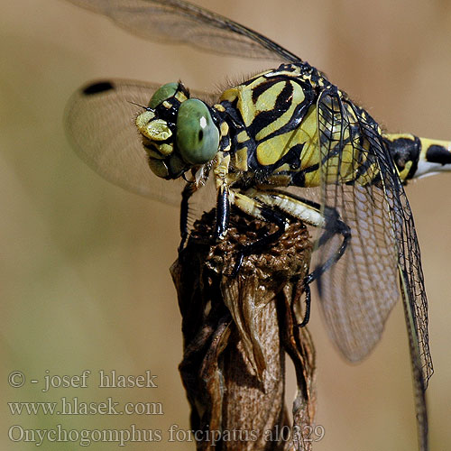 Csermelyszitakötő Bledi peščenec Onychogomphus forcipatus Green-eyed Hook-tailed Dragonfly