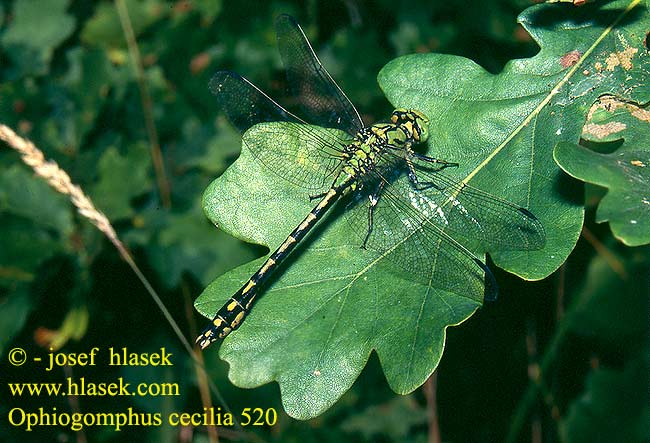 Ophiogomphus cecilia 520