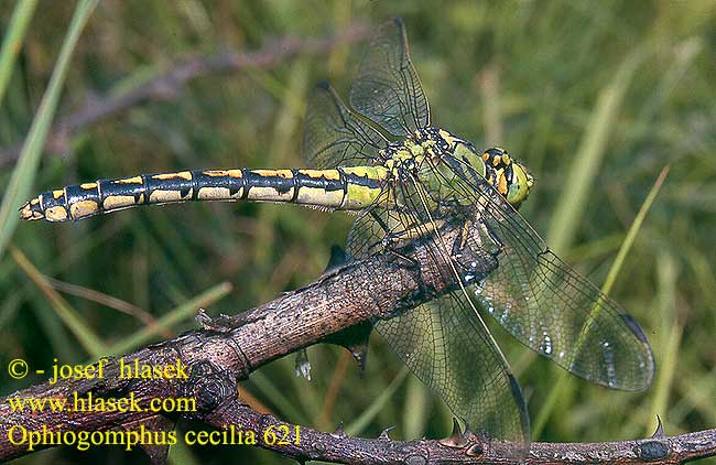 Ophiogomphus cecilia 621