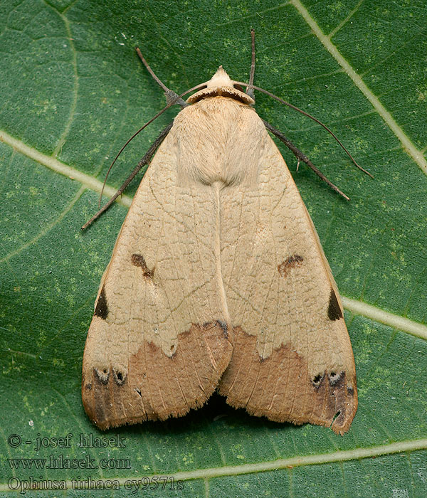 Ophiusa tirhaca Green Drab moth