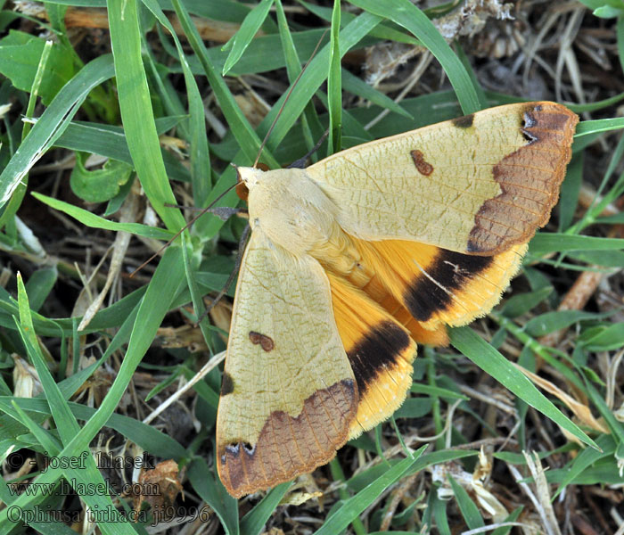 Green Drab moth Ophiusa tirhaca