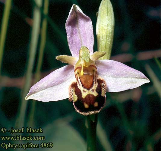 Ophrys abeille דבורנית הדבורה Bijenorchis Обикновена пчелица