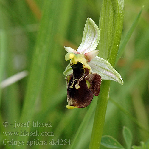 Ophrys apifera Bienen-Ragwurz Tořič včelonosný Bee Orchid