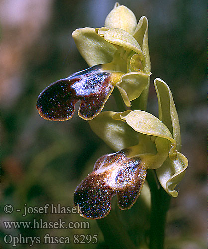 Ophrys fusca 8295