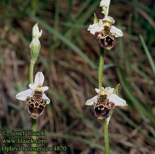 Ophrys holoserica fuciflora Tořič čmelákovitý Late spider-orchid