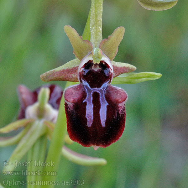 Ophrys mammosa Busen-Ragwurz Bosom Orchid