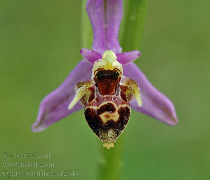 Gehörnte Ragwurz Ophrys oestrifera
