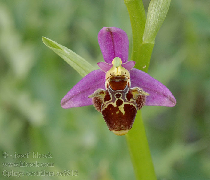 Ophrys oestrifera Офрис оводоносна