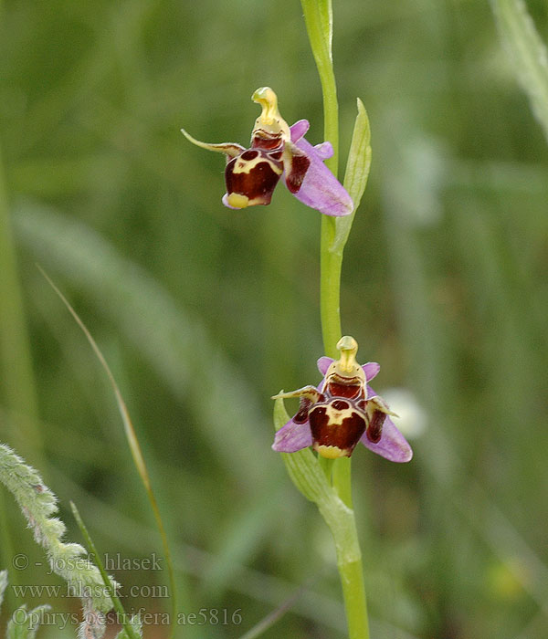Ophrys oestrifera Gadfly Orchid