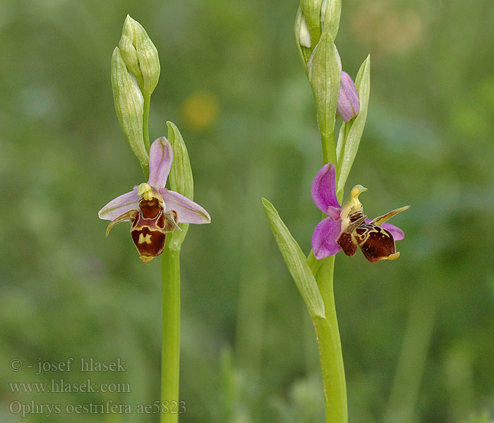 Ophrys oestrifera Gehörnte Ragwurz