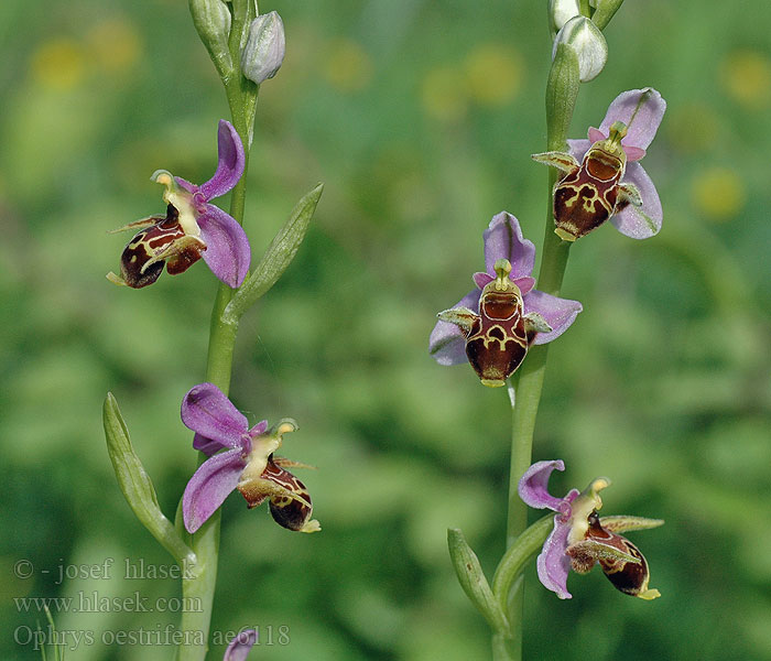 Ophrys oestrifera Gehörnte Ragwurz Gadfly Orchid Офрис оводоносна