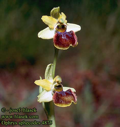 Ophrys sphegodes Große Spinnen-Ragwurz Early Spider Orchid