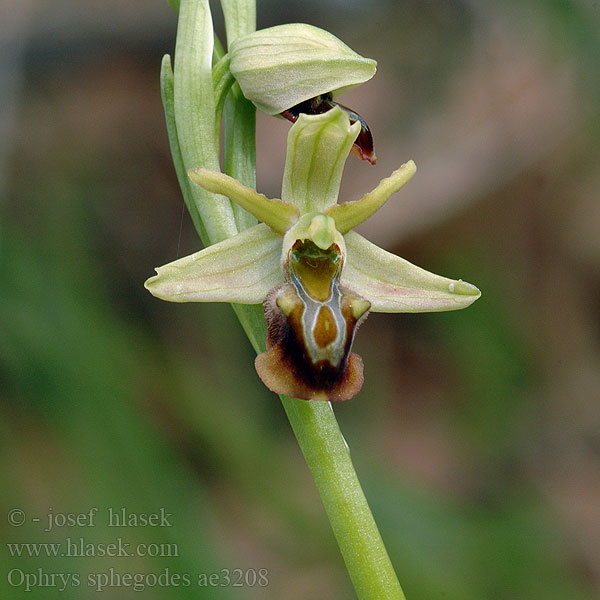 Ophrys sphegodes Pókbangó Ofride verde-bruna Spinnenorchis