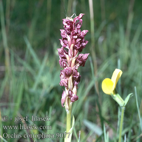 Orchis coriophora Orchide cimina Poloskaszagú kosbor Wanzen-Orchis