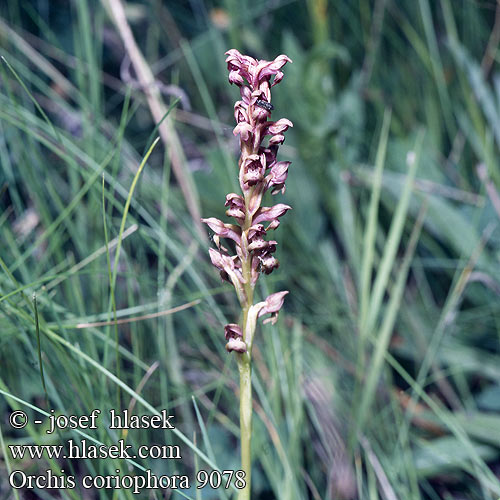 Orchis coriophora Wanzen-Orchis Storczyk cuchnacy Vstavač ploštičný