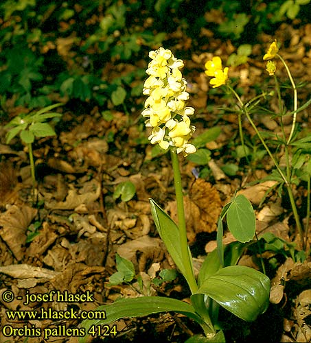 Orchis pallens Pale Orchid pâle Bleke orchis Orchide pallida