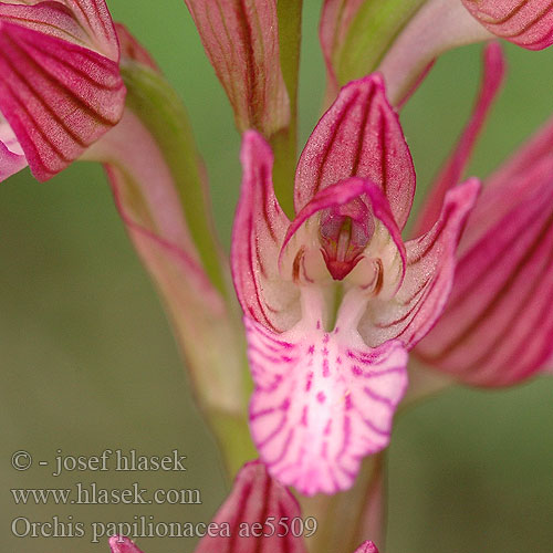 Ятрышник каспийский Орхидея мотыльковая Орхидея бабочки סחלב פרפרני