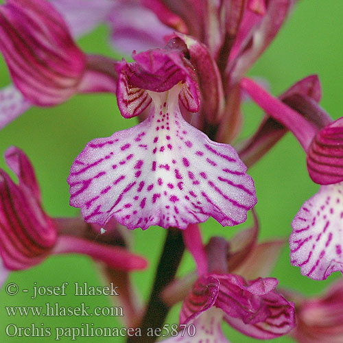 Orquídea mariposa Schmetterlings-Knabenkraut Orchis papillon