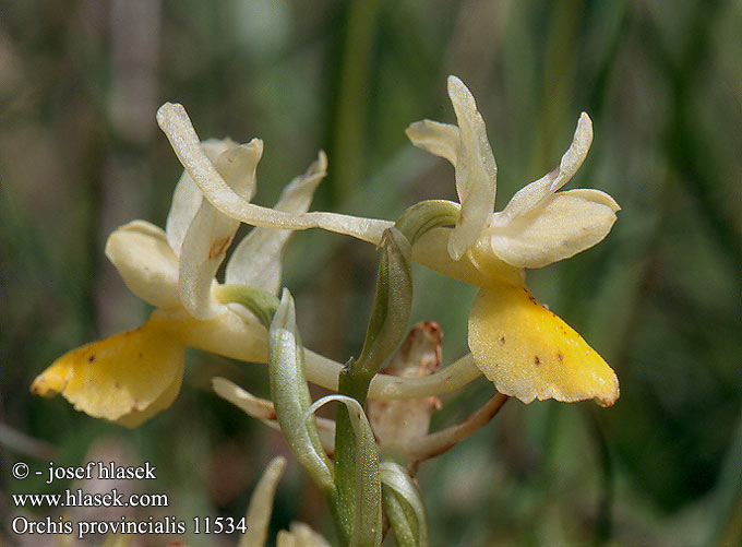 Orchis provincialis 11534 UK: Provence orchid FR: Orchid de Provence Orchis a fleurs peu nombreuses IT: Orchide provenzale DE: Französisches Knabenkraut