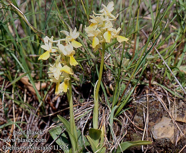 Orchis provincialis 11535 UK: Provence orchid FR: Orchid de Provence Orchis a fleurs peu nombreuses IT: Orchide provenzale DE: Französisches Knabenkraut
