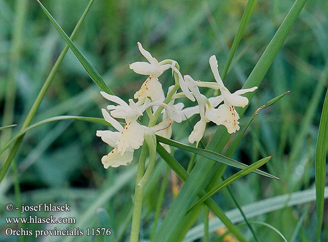 Orchis provincialis 11576 UK: Provence orchid FR: Orchid de Provence Orchis a fleurs peu nombreuses IT: Orchide provenzale DE: Französisches Knabenkraut