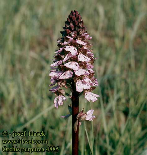 Orchis purpurea fusca purpurata Bruine Lady Brown Stor Gogeurt