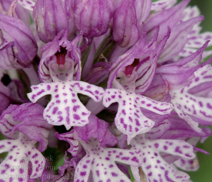 Orchis tridentata dents Orchide tre denti Tarka kosbor