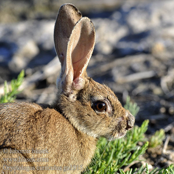 Králik divý Kaniini Europeisk kanin Avrupa ada tavşanı 家兔�