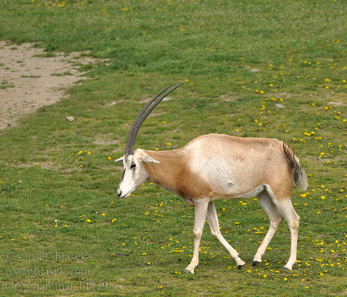 Oryx dammah bf4195