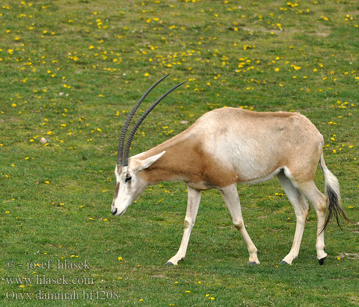 Oryx dammah bf4208