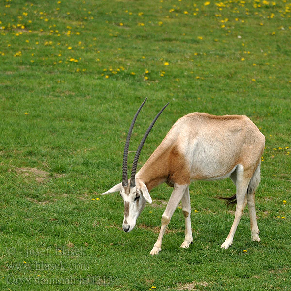 Oryx dammah bf4213