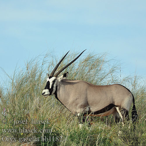 Oryx gazella bb1182