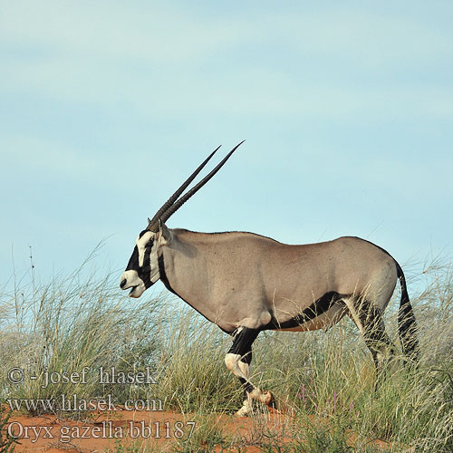 Oryx gazella bb1187