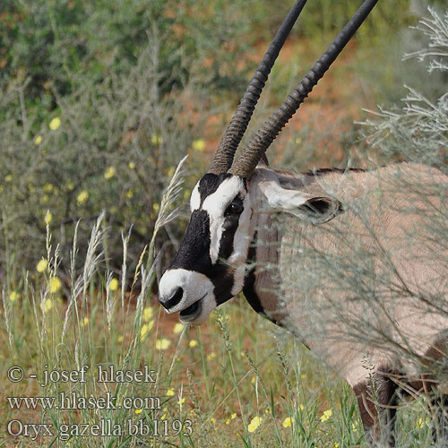 Oryx gazella bb1193