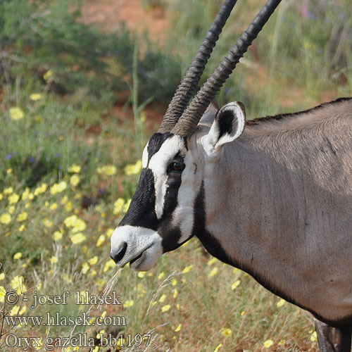 Oryx gazella bb1197