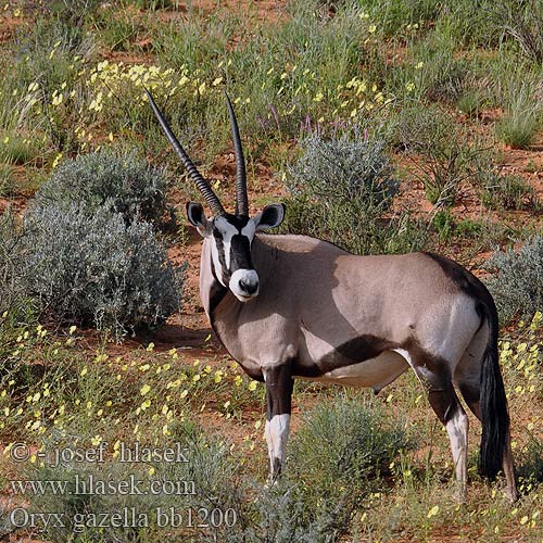 Gemsbok Přímorožec jihoafrický Spießbock Oriks-antilopo Oryx gazelle Tiesiaragis oriksas Nyársas antilop オリックス Oryks południowy Órix Сернобык Beisa โอริกซ์ Орікс 南非劍羚 Oryx gazella