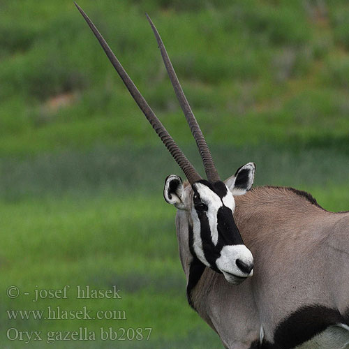 Tiesiaragis oriksas Nyársas antilop オリックス Oryks południowy Órix Сернобык Beisa โอริกซ์ Орікс 南非劍羚 Oryx gazella Gemsbok Přímorožec jihoafrický Spießbock Oriks-antilopo Oryx gazelle