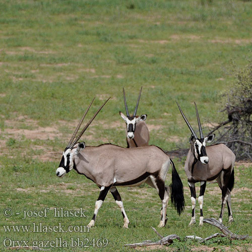 Oryx gazella bb2469
