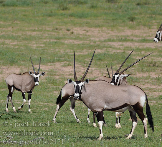 Oryx gazella bb2471