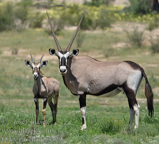 Орікс 南非劍羚 Oryx gazella Gemsbok Přímorožec jihoafrický Spießbock Oriks-antilopo Oryx gazelle Tiesiaragis oriksas Nyársas antilop オリックス Oryks południowy Órix Сернобык Beisa โอริกซ์