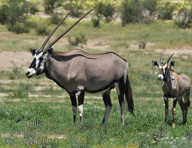 南非劍羚 Oryx gazella Gemsbok Přímorožec jihoafrický Spießbock Oriks-antilopo Oryx gazelle Tiesiaragis oriksas Nyársas antilop オリックス Oryks południowy Órix Сернобык Beisa โอริกซ์ Орікс