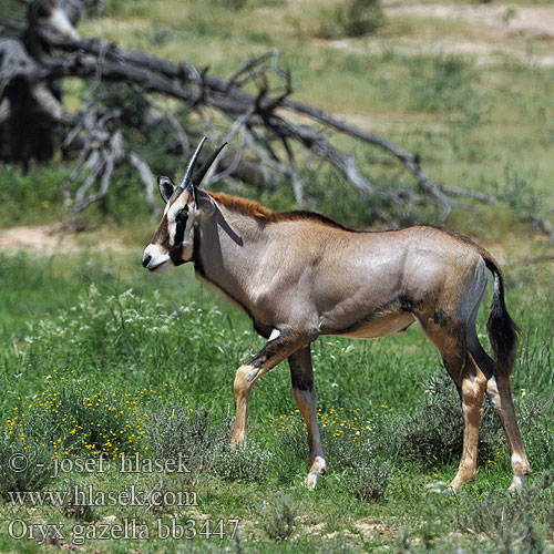 Oryx gazella bb3447