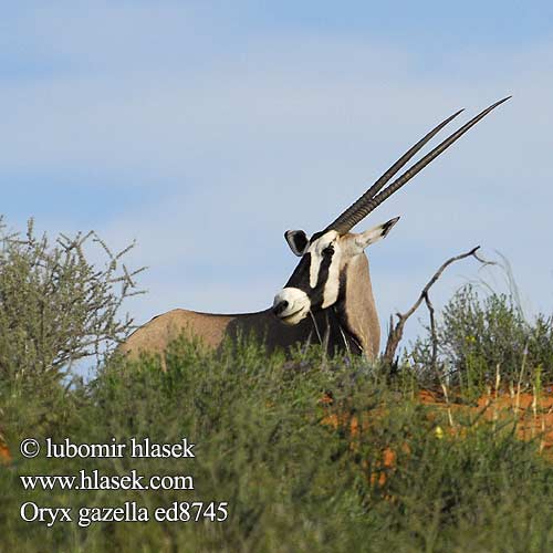 Oryx gazella ed8745
