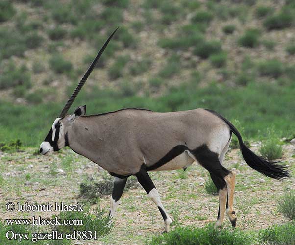 Oryx gazella ed8831