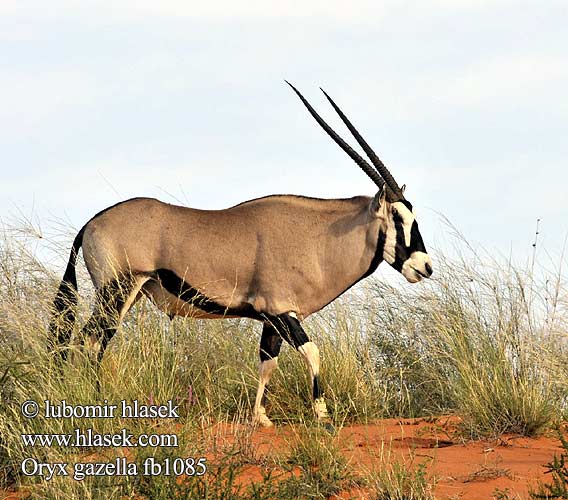 Oryx gazella fb1085