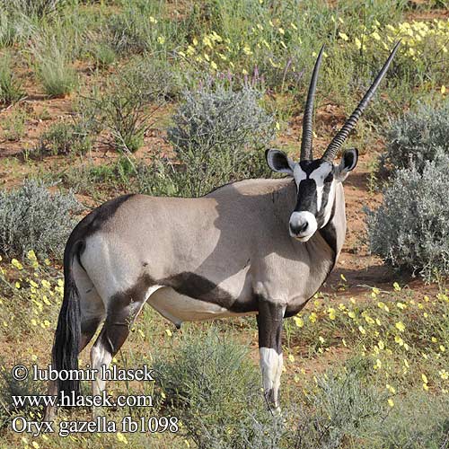 Oryx gazella fb1098