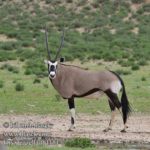 Oryx gazella fb1151