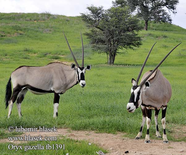 Oryx gazella fb1391