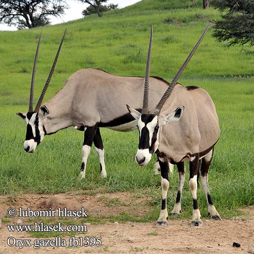 Oryx gazella fb1395