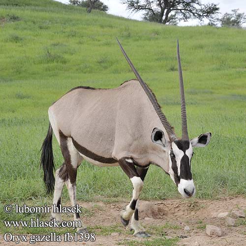 Oryx gazella fb1398